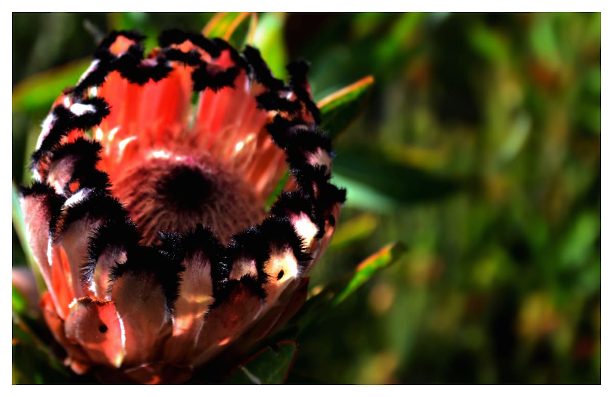 A close-up of a protea flower displays its intricate layers. The petals exhibit a blend of soft pink and deep black accents, surrounded by green foliage. The natural contours and textures are highlighted, creating a vivid representation of native flora.