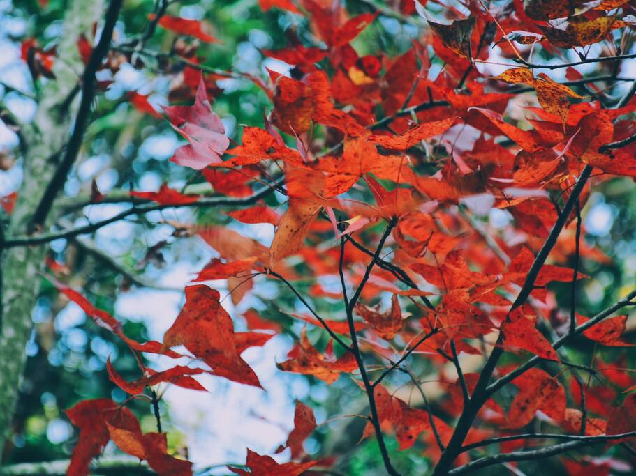 香港红叶节hit到爆 错过京都红叶又何妨 香港旅游攻略 尽在airbnb爱彼迎