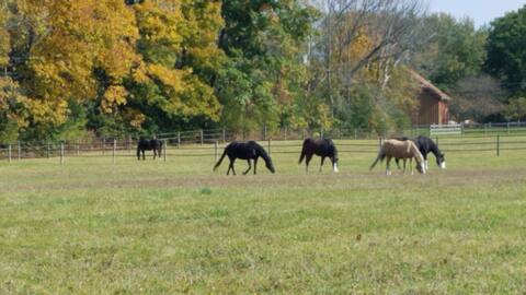 Attached Cottage on horse farm 18 min to Saratoga
