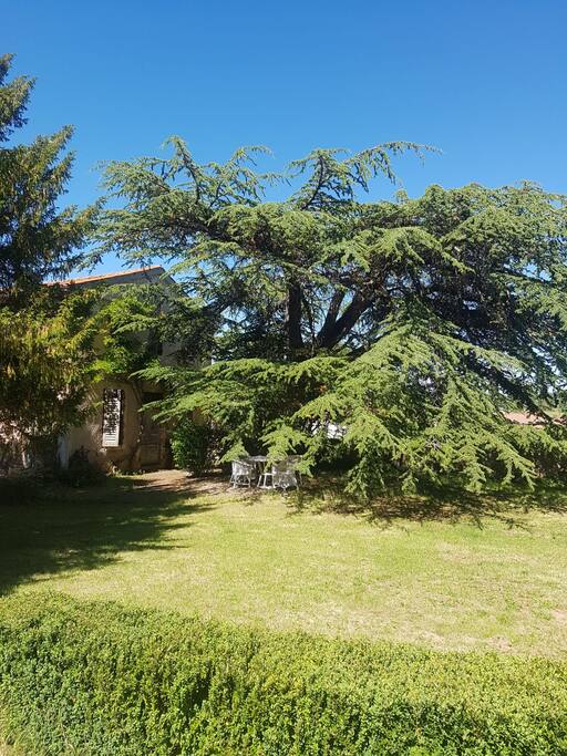 View from the garden