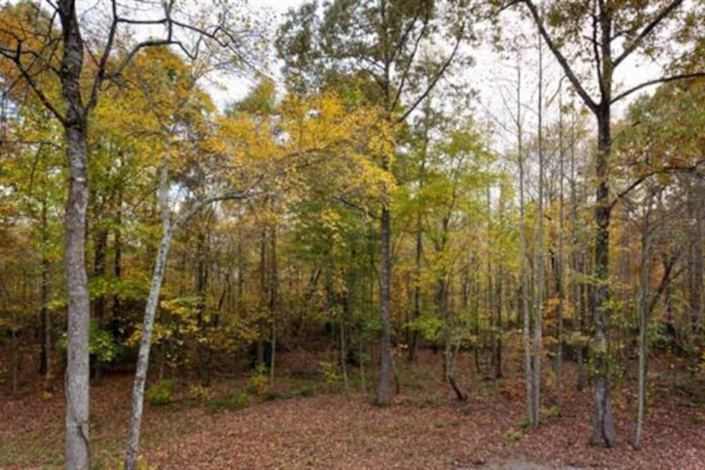 Relax and renew in the beautiful wooded area