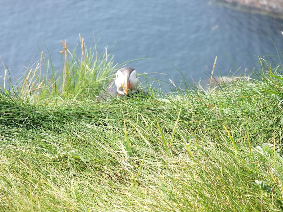 Puffin at Sumburgh Head