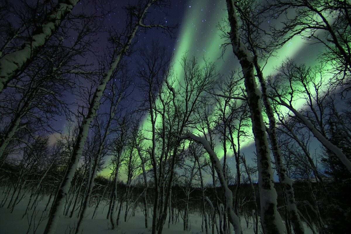 Vibrant Northern Lights create a stunning display across the night sky, casting a green glow among the bare trees. The snow-covered landscape below reflects the light, while the starry sky adds to the serene atmosphere of the arctic forest.