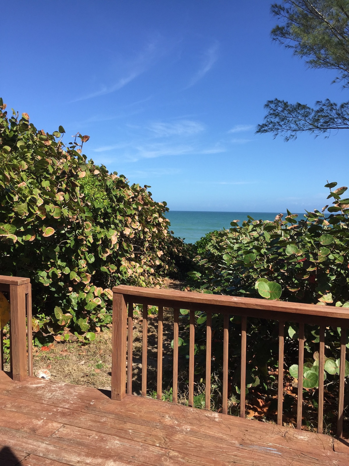 The deck extends to lush greenery, leading to a view of the ocean. The blue sky contrasts with the vibrant foliage, creating a peaceful setting. Sunlight filters through the leaves, enhancing the natural beauty of the landscape by the beach.