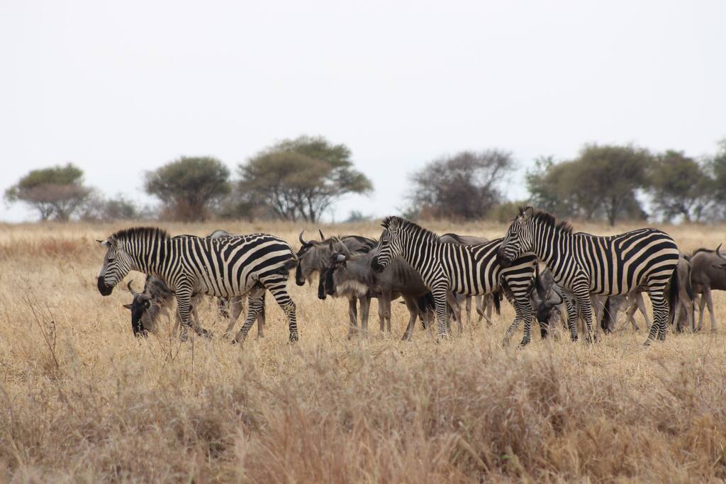 Safari