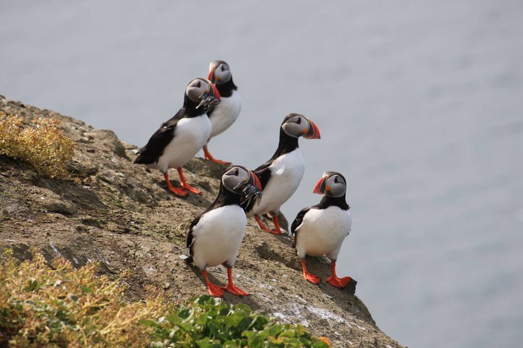 In summertime you can go watch puffins up close at Drangey island, it's only a short drive away on the same road where a boat has daily trips to the island.