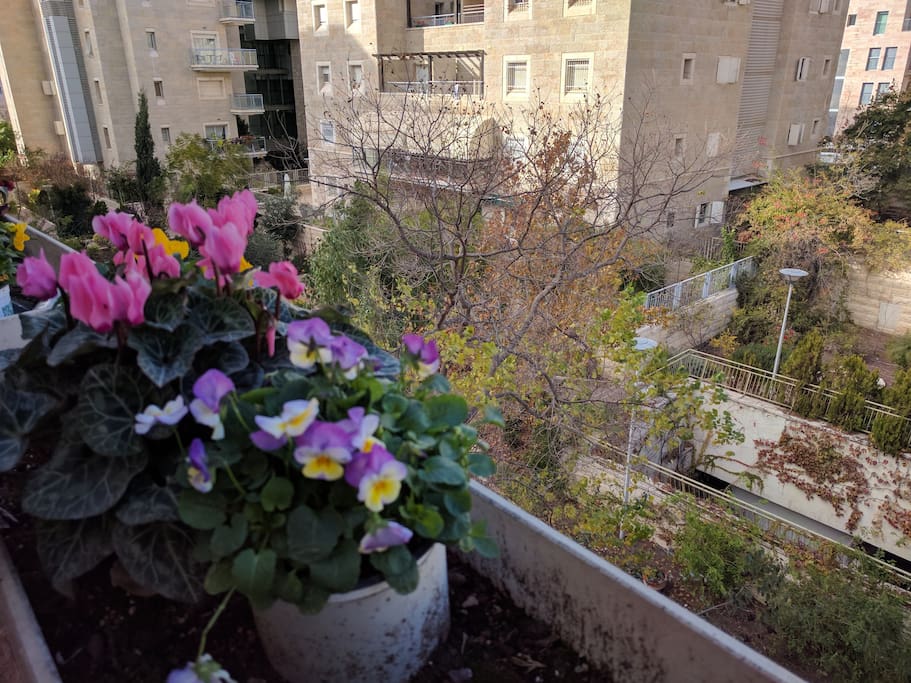 view from the balcony