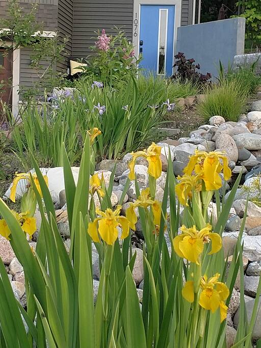 Beauty in the yard