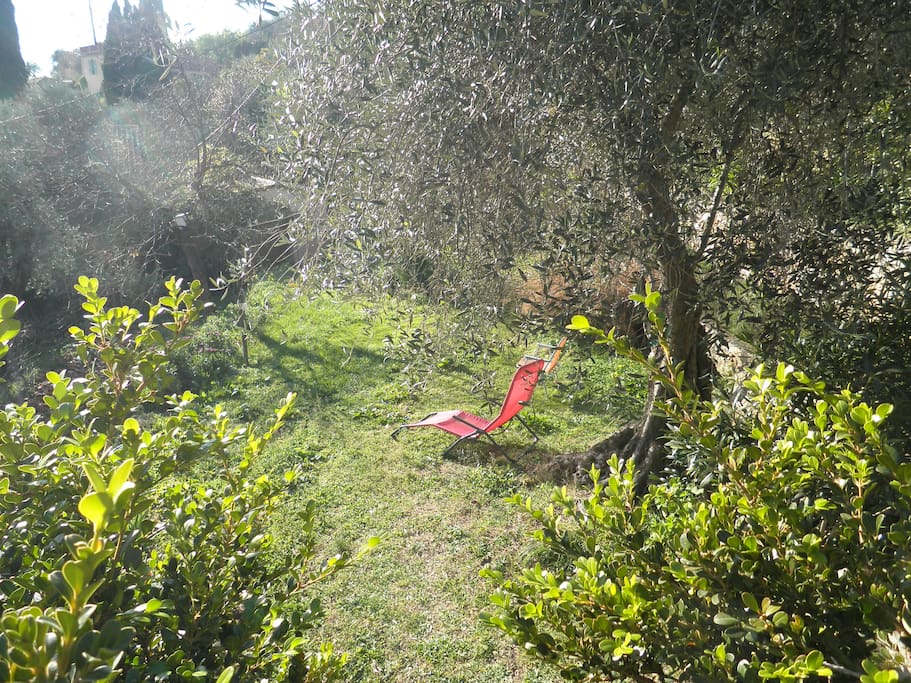Détente sous les oliviers