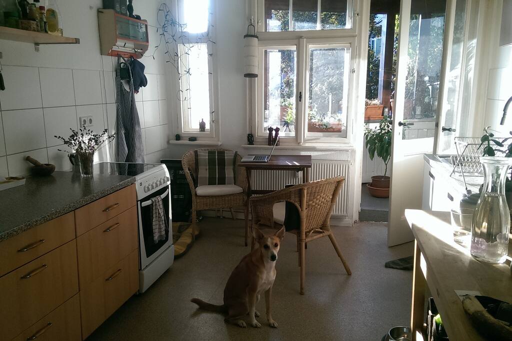 Küche mit tierischer Mitbewohnerin und Balkon
