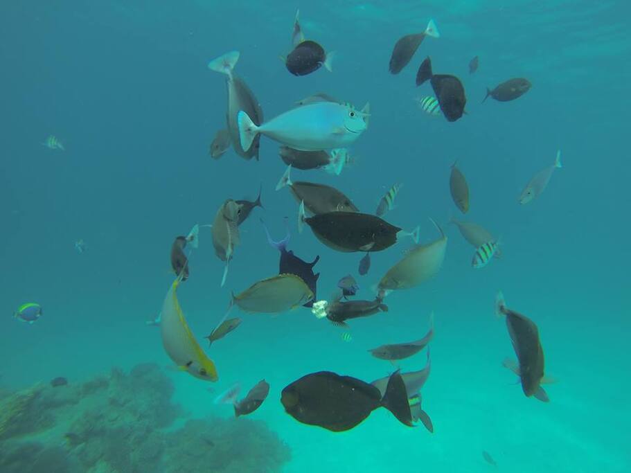 Fish feeding