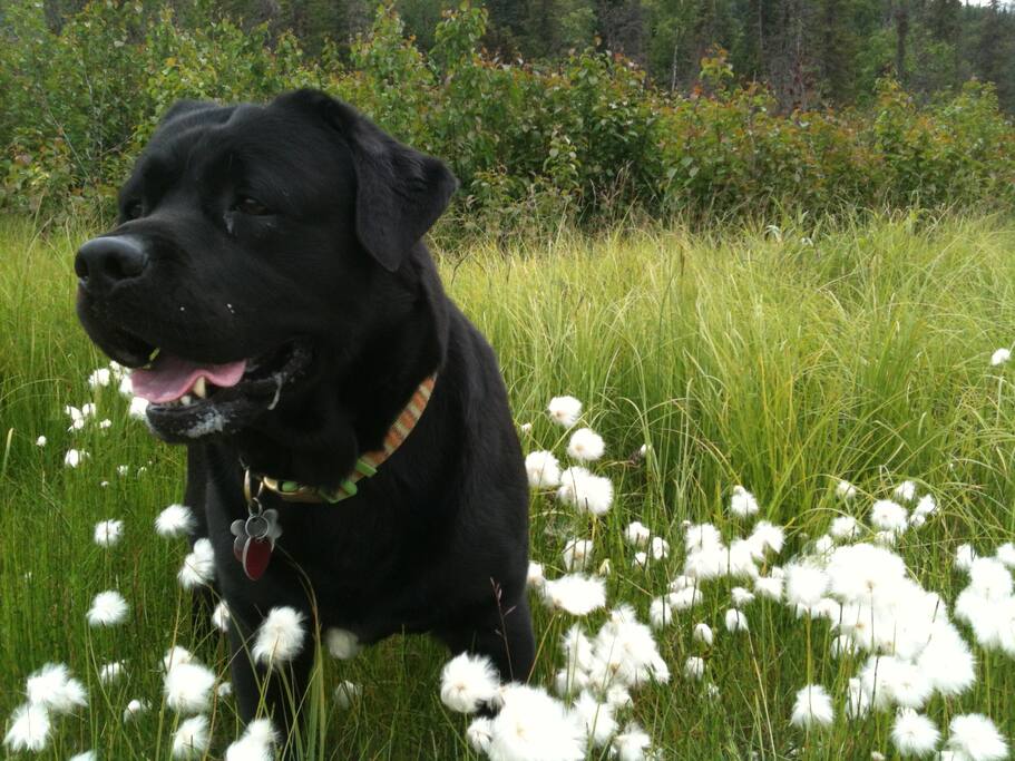 My dog Opus. Very Friendly 11 year old English Lab
