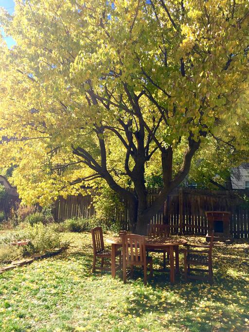 The Garden has a teak dinning table and chairs under the mature apricot trees. Feels like Tuscany.