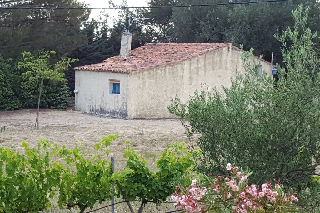 les vignes et les oliviers