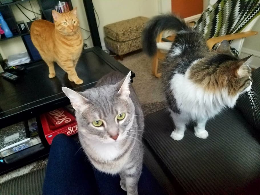I HAVE CAT'S.... (left to right, Boris, Leela, Ghengis)