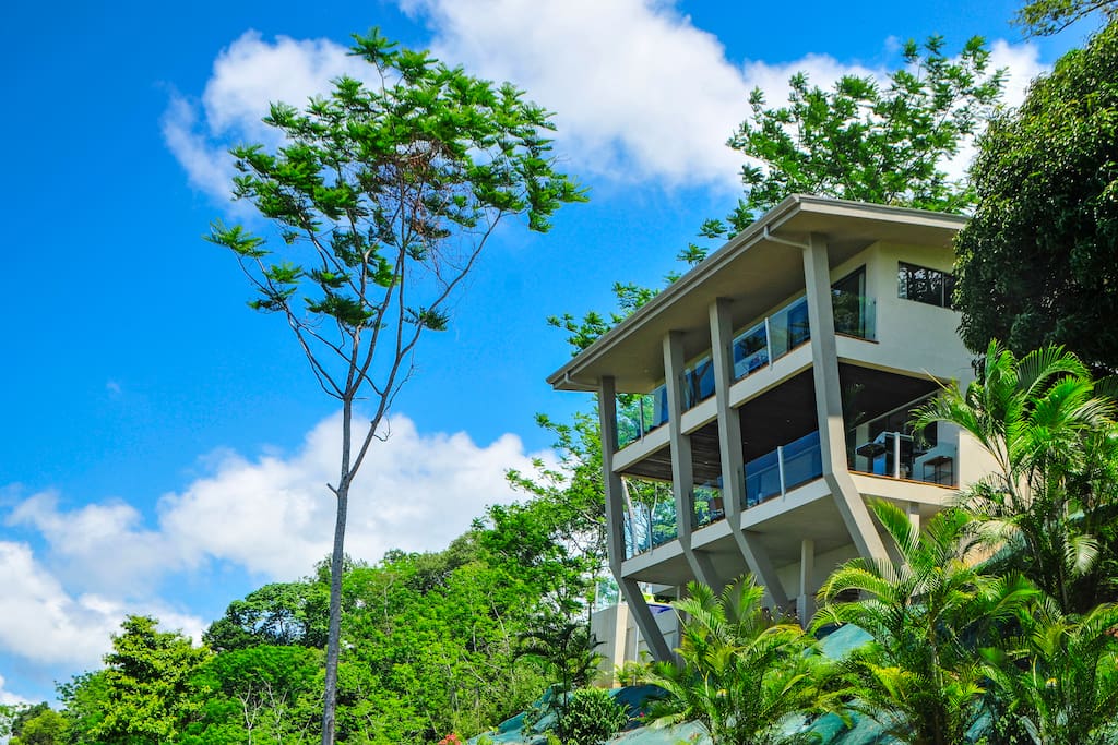 Perched in the Jungle