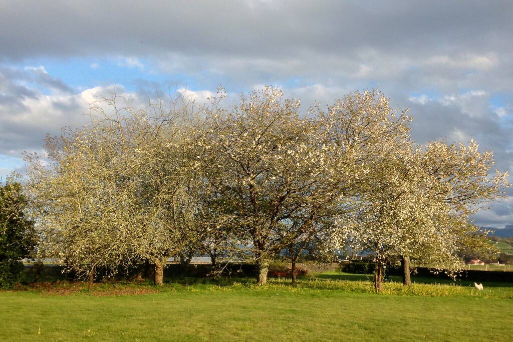 Pommes, poires, cerises