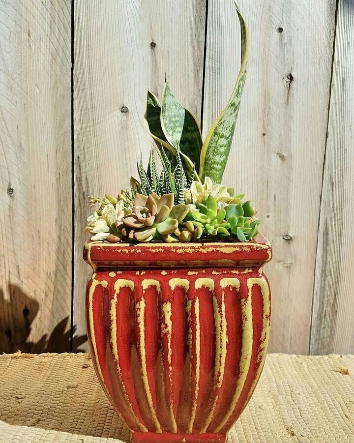 Arranging Succulents As A Living Art Airbnb