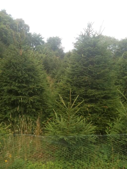 Xmas tree forest