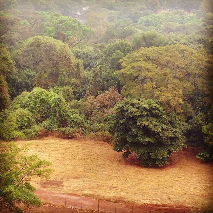 vista para o parque