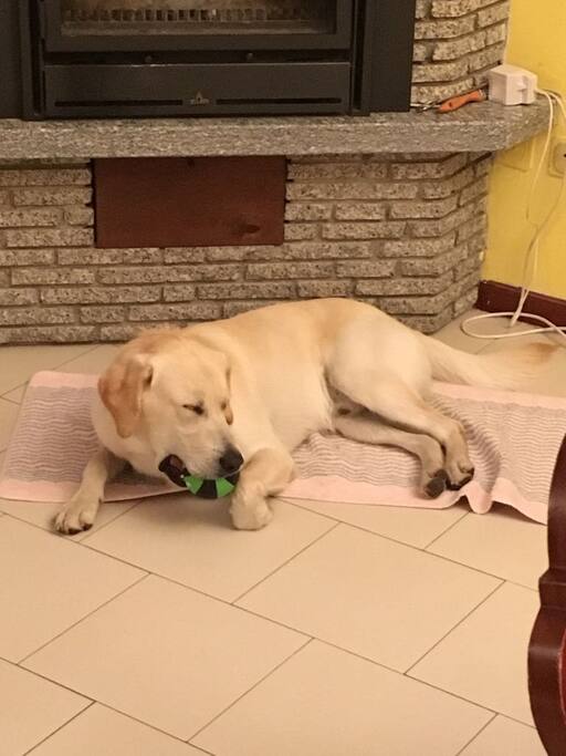 marley di fronte al caminetto