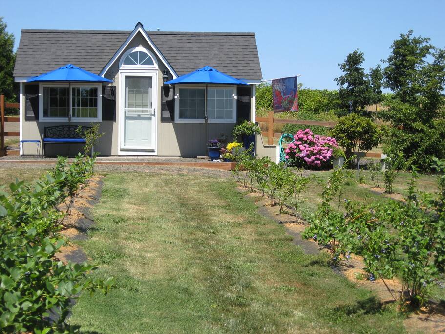 Beautiful summer day. Blueberries getting ripe.