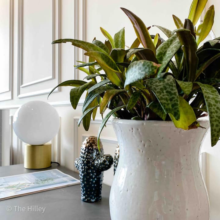 The Hilley - Hazel Apt - Traveler’s Choice 2023 - Thành phố Đà Lạt