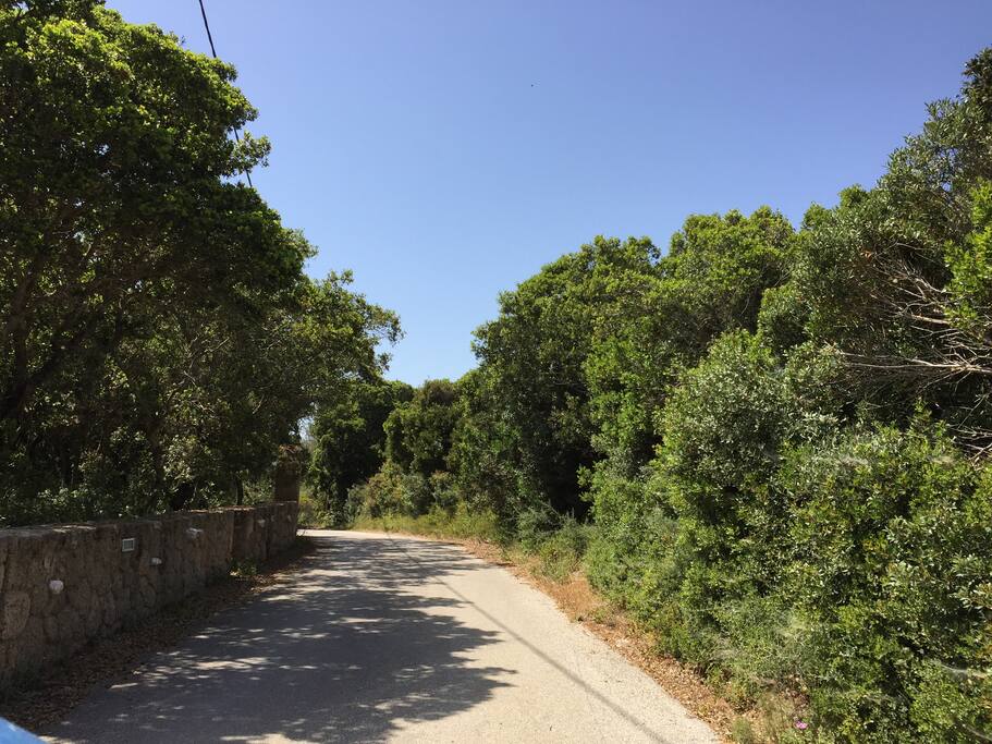 Road to the house