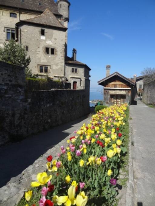 DRAPEE DE TULIPES