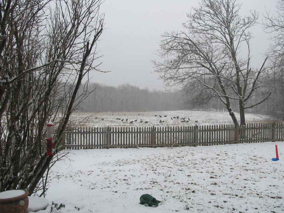 Wild turkeys in the field behind the property.