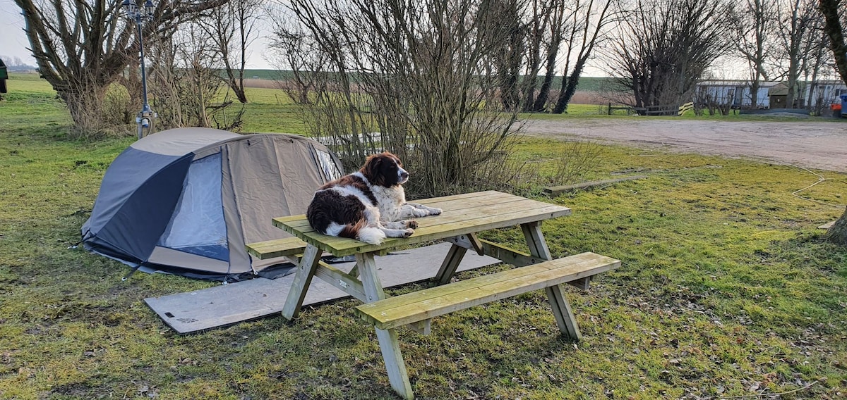 A camping scene is depicted, featuring a tent set on grassy ground surrounded by trees. A wooden picnic table is positioned nearby, with a dog resting comfortably on top. The open area shows a clear view of the surrounding landscape.