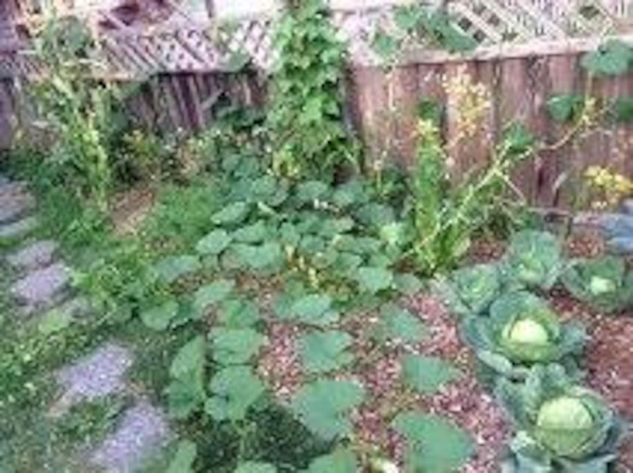 picture of the garden