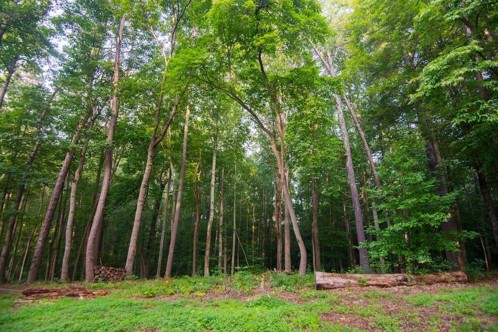 On a 5 acre private nature preserve adjecent to the Blue Ridge Parkway, 10 minutes from downtown Asheville, The River Arts District & Biltmore Estates.