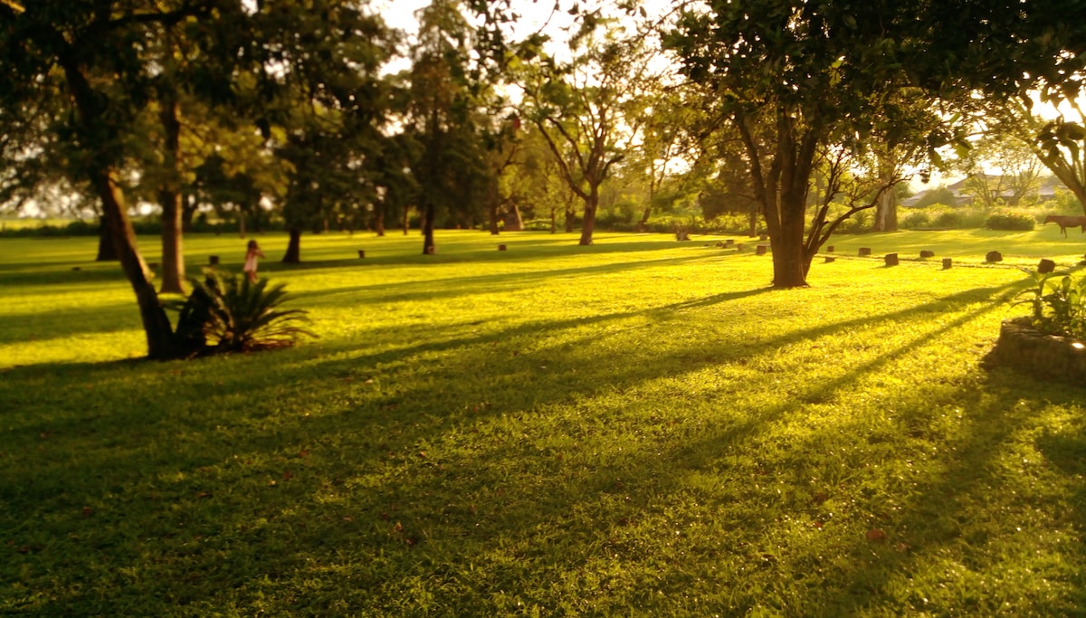 A wide-open green area is highlighted by well-maintained grass and is surrounded by trees casting elongated shadows. A serene outdoor setting invites relaxation, with hints of sunlight filtering through the branches, creating a calm atmosphere.