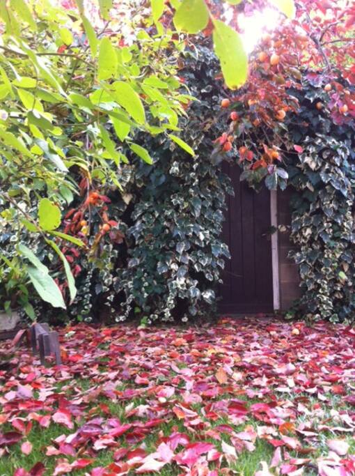 El palosanto en otoño nos da deliciosos caquis.
