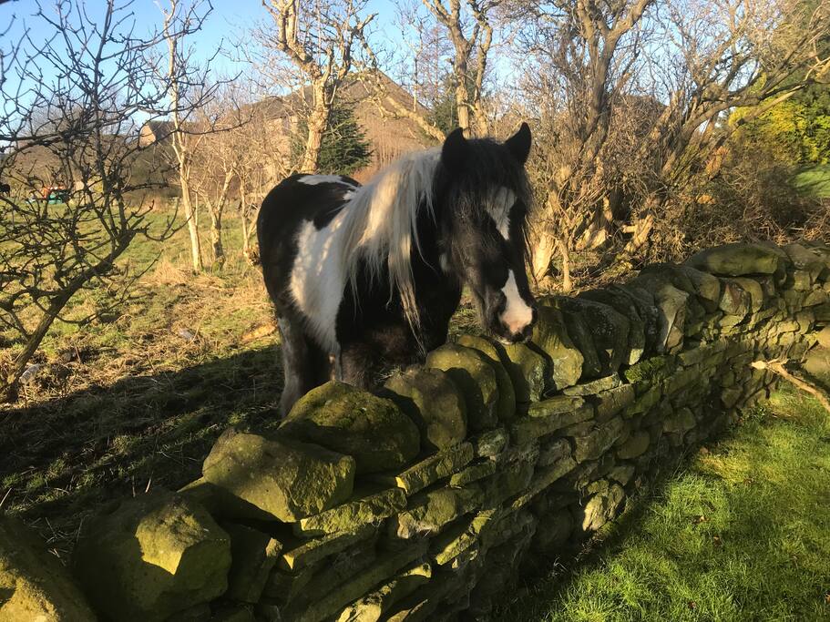 Don't be surprised when a visitor pops his head over the wall to say hello..