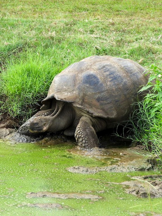 Show full-screen, host-provided image