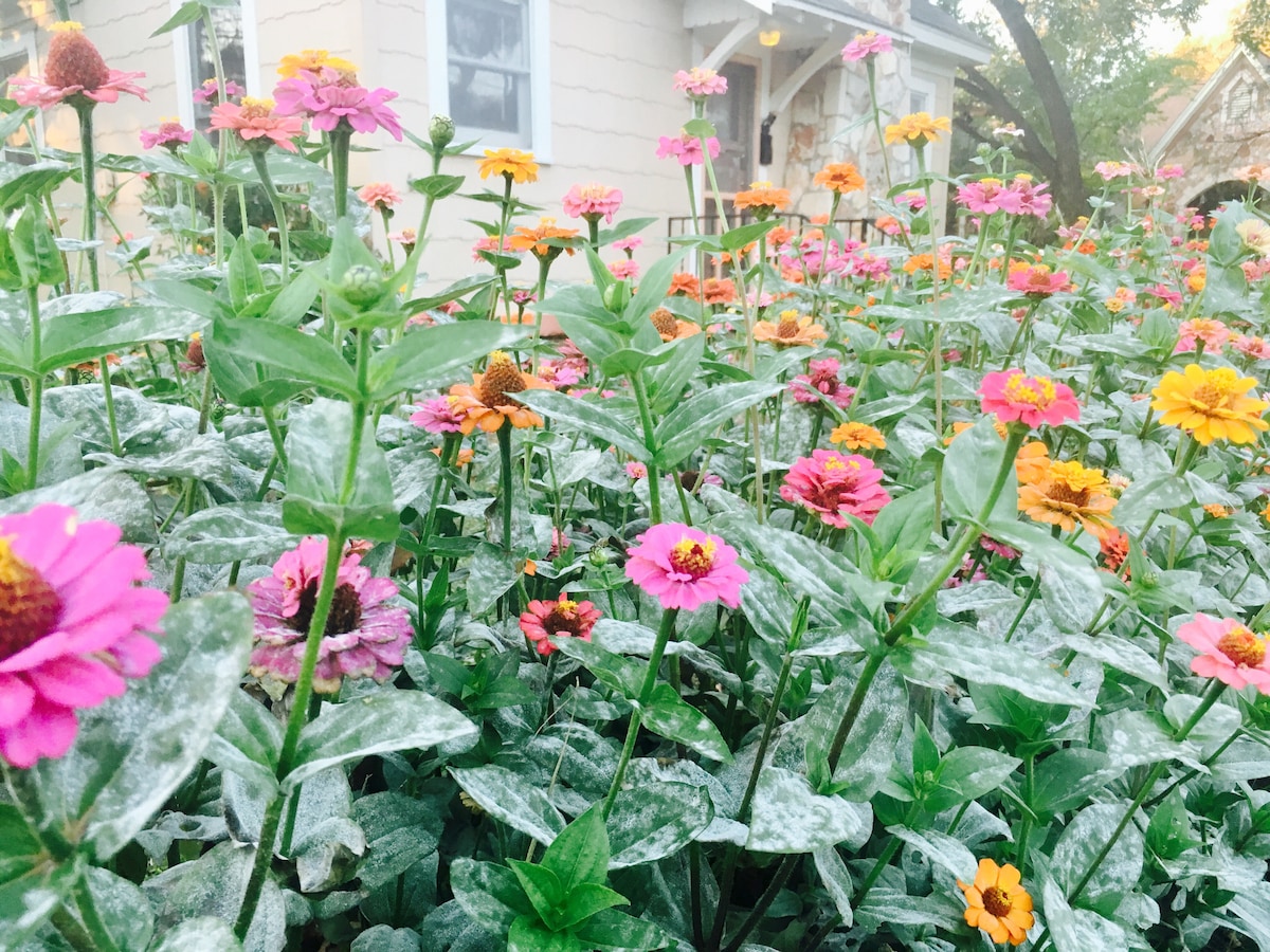Backyard casita in heart of Austin-walk to dinner!