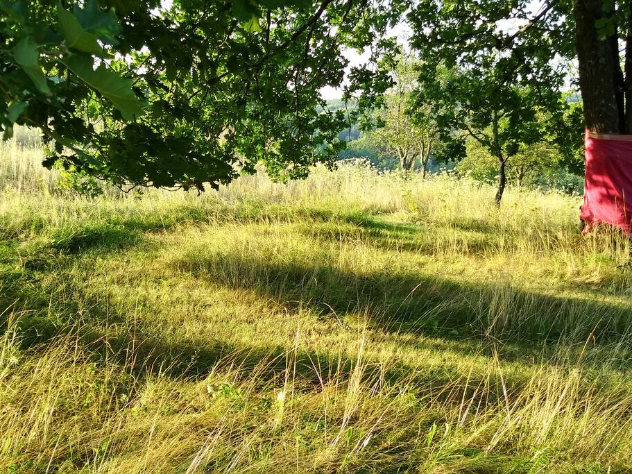 The circles around the trees...