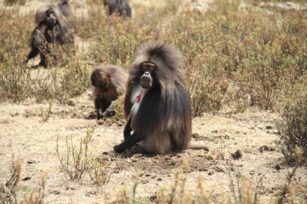 Wild highlander baboons are on the nearest spot of our Huts