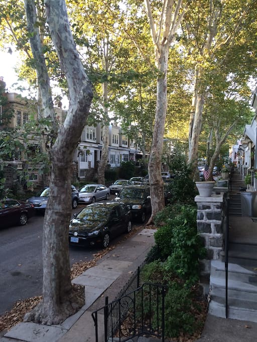 Quiet, tree-lined street