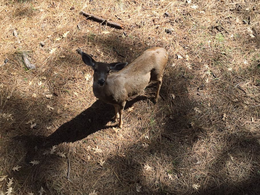 The local wild life will welcome you!