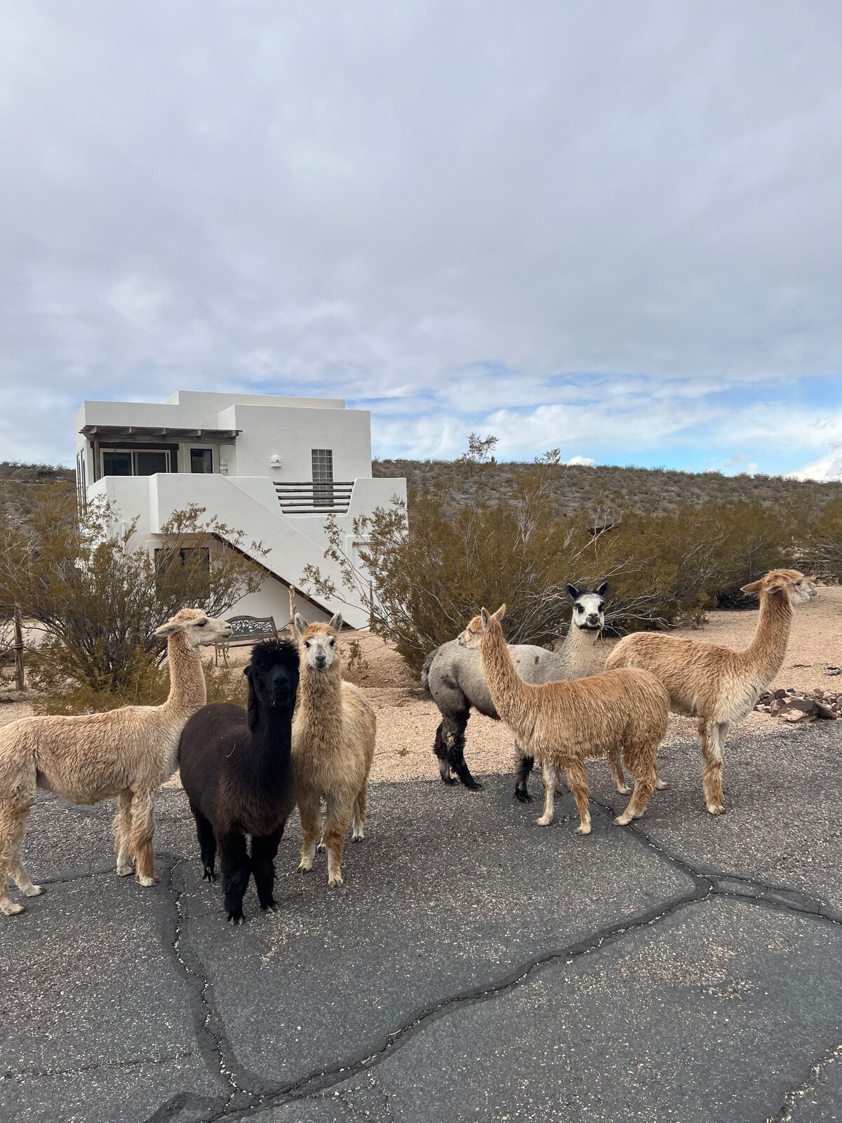 アルパカHOUSE Charming Tiny House Getaway on Alpaca Farm - Tiny House Blog
