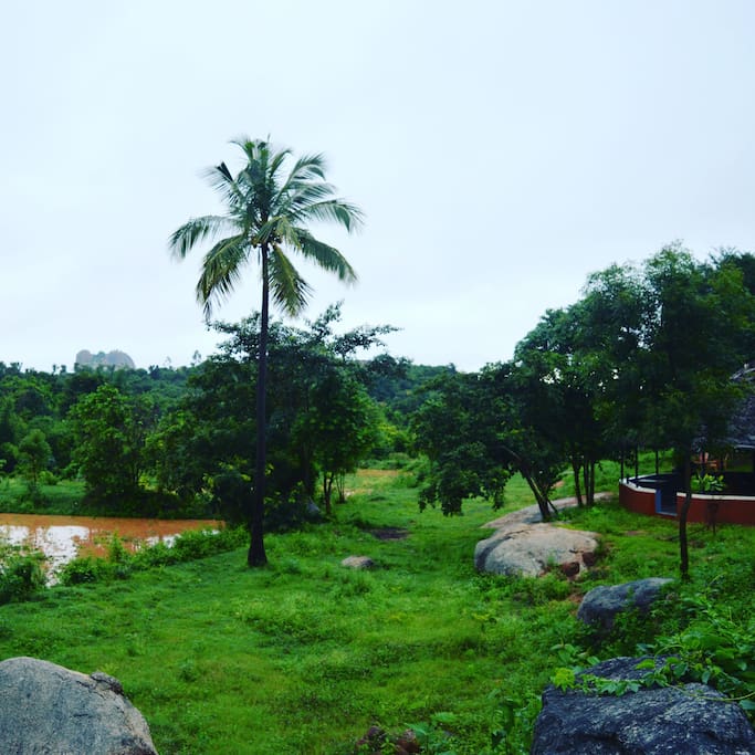 Rainy Kodikallu