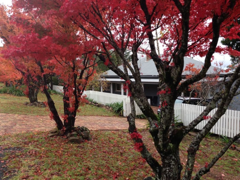 Colourful Autumn Trees