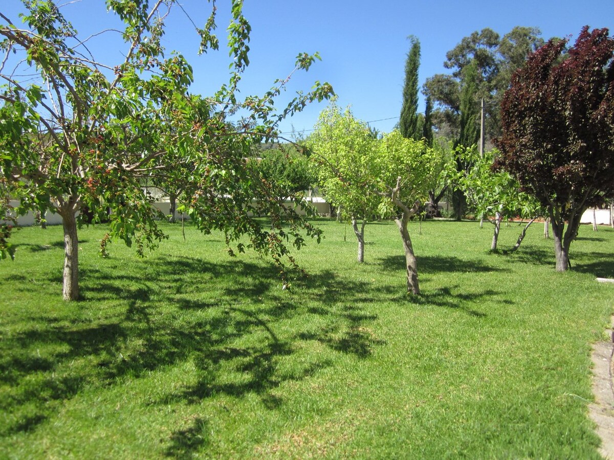 A lush garden area is showcased, featuring a grassy expanse dotted with various trees. Different types of fruit trees are visible, providing a serene outdoor space. The clear blue sky serves as a backdrop to the vibrant greenery, enhancing the garden's inviting atmosphere.