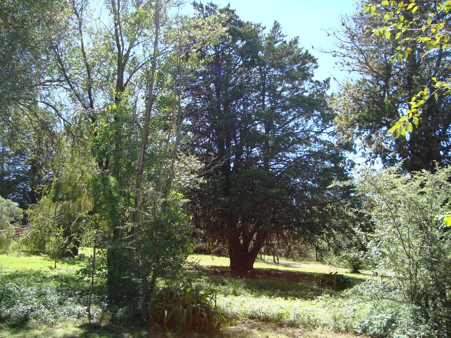 parque 1 hectarea arbolado