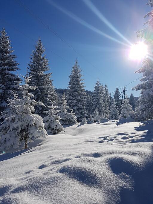 pogled