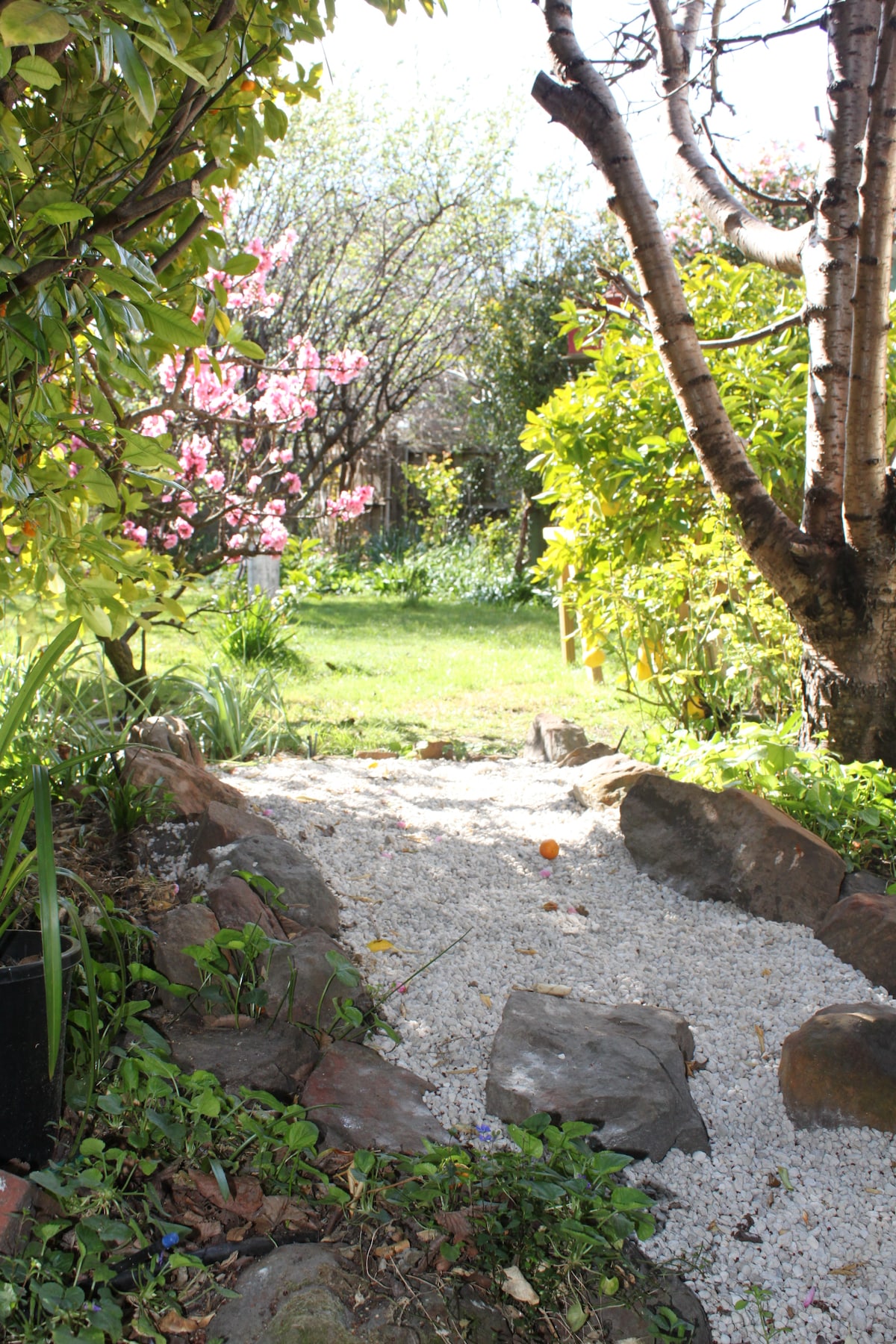 A tranquil garden path is lined with smooth stones, leading towards a lush green lawn. Surrounding vegetation includes flowering trees and shrubs, adding bursts of color to the serene landscape under soft sunlight.