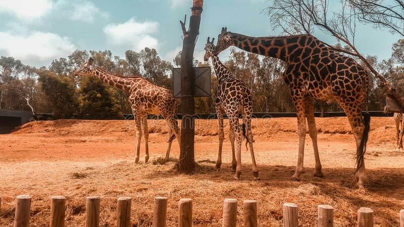 Three giraffes are seen in a natural setting, surrounded by grass and a few trees. The tallest giraffe reaches towards a feeding area attached to a tree. A wooden fence lines the foreground of the image, creating a defined boundary for the enclosure.